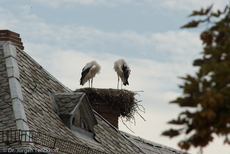 Weißstorch (9 von 20).jpg